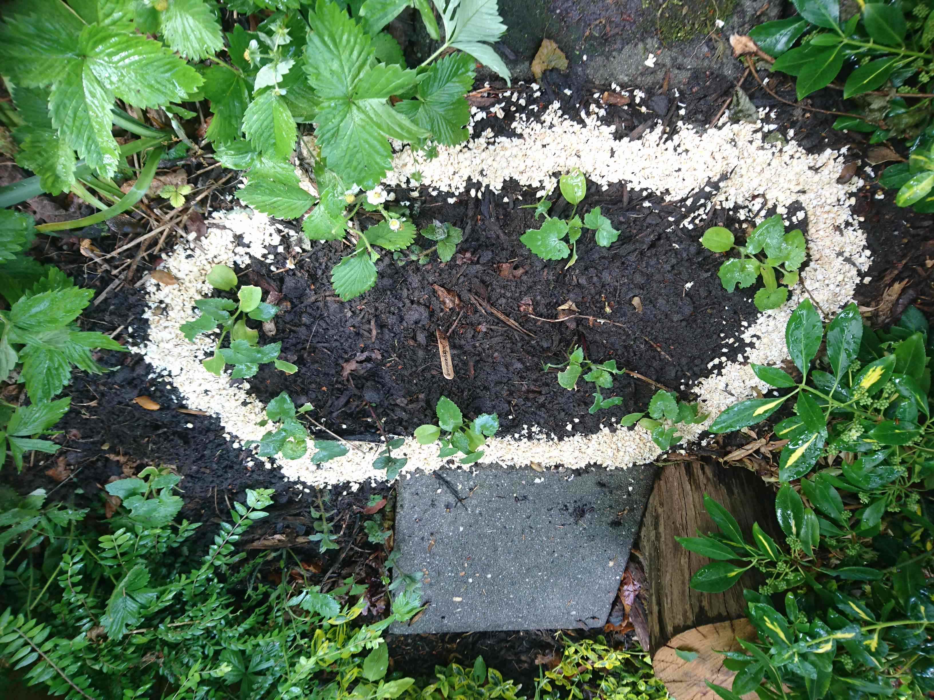 slakken bestrijding met havermout.JPG