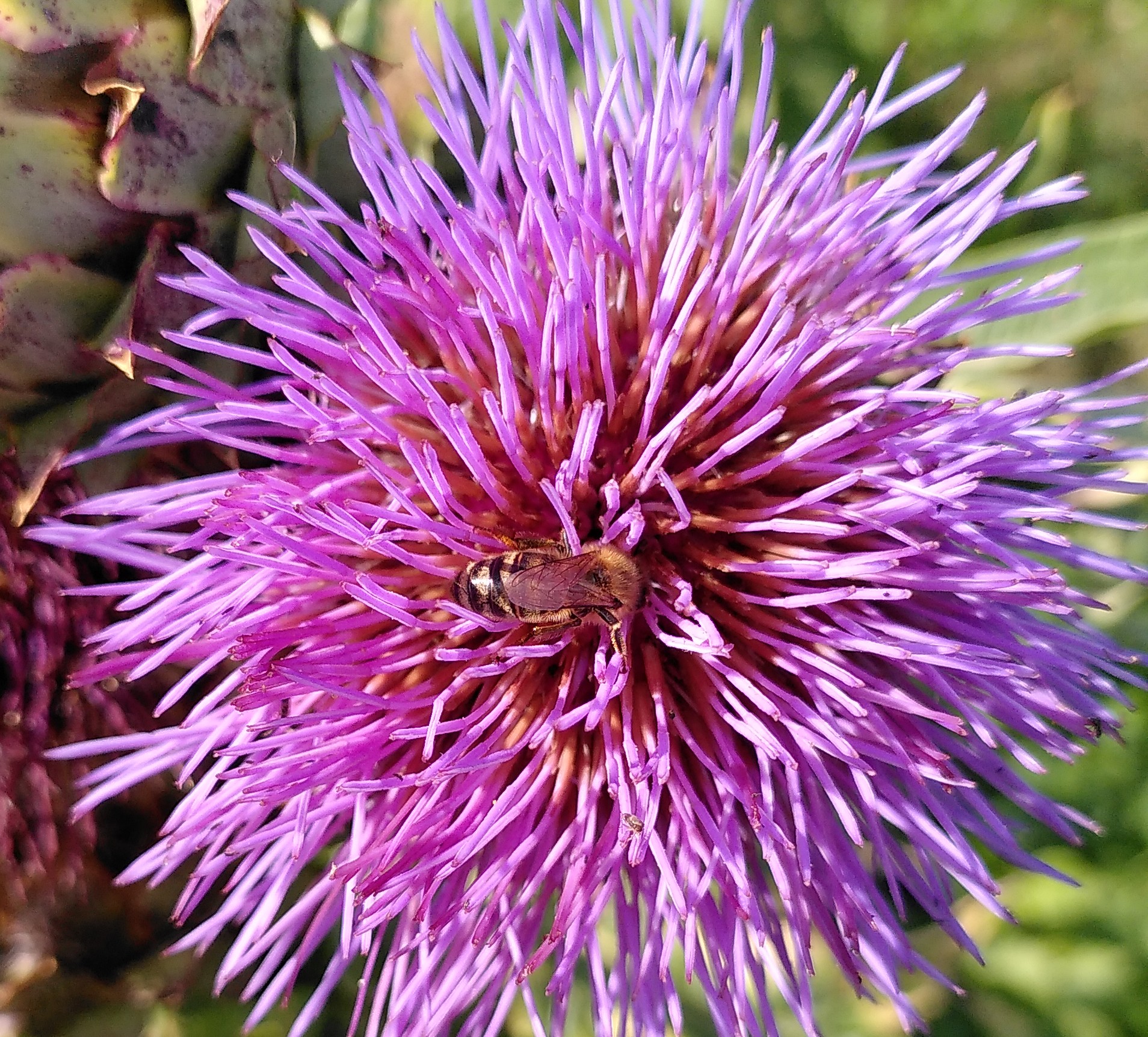 kardoen met hommel (2).jpg